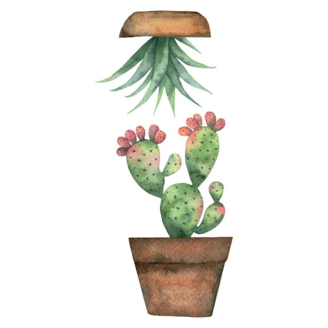 Αυτοκόλλητα Βινυλίου Για Τζάμι Διπλής Όψης Cactus 34 x 15,5 cm Ango 69001